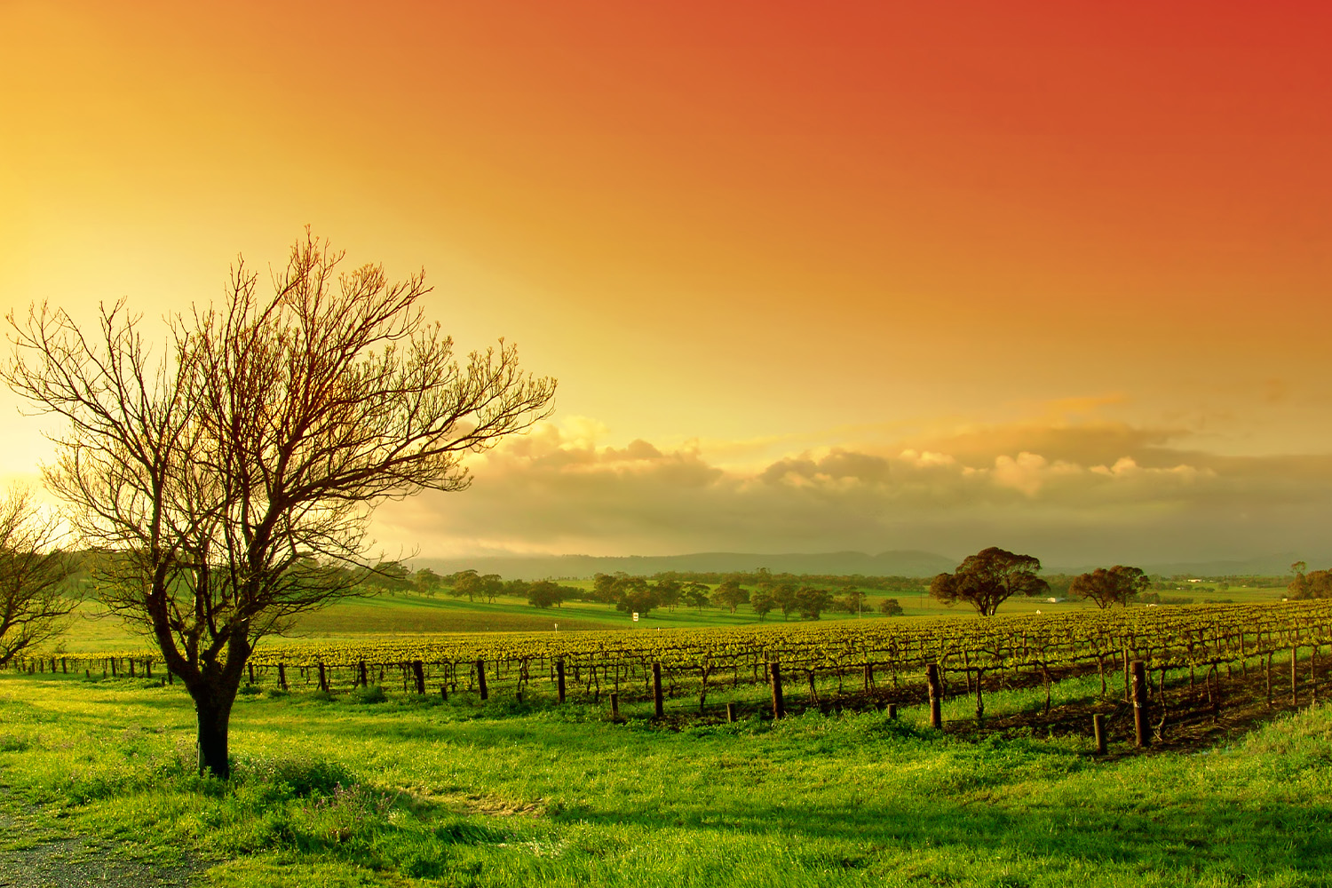 Barossa – Book your next Barossa holiday today – RAA Travel