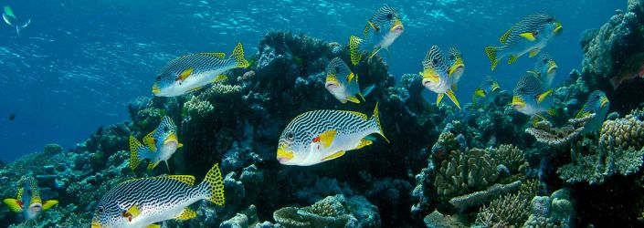 Great Barrier Reef, Queensland