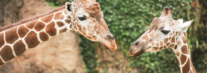 Zoo, giraffes
