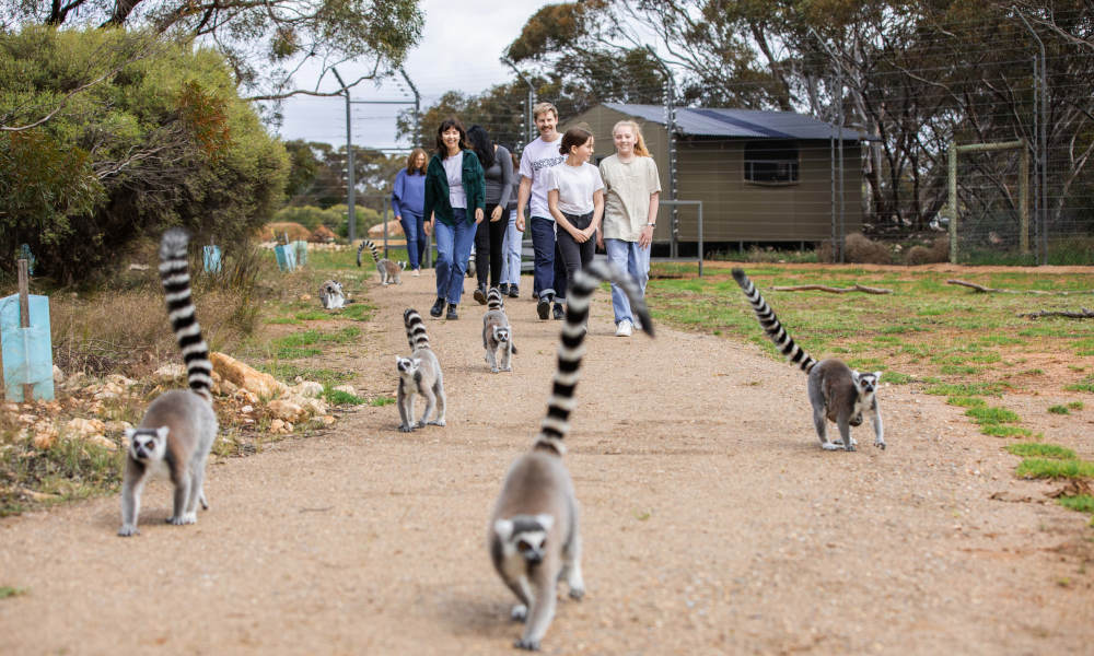 monarto safari park lemur experience